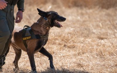 Alla ricerca degli scomparsi