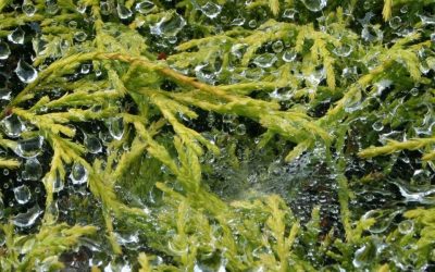 C’era un’oasi naturale