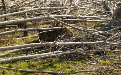 Volontari in campo contro il vento