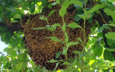 🐝 Emergenza Imenotteri: Interventi Quotidiani per la Sicurezza di Tutti